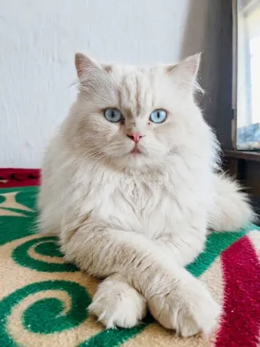 gato persa