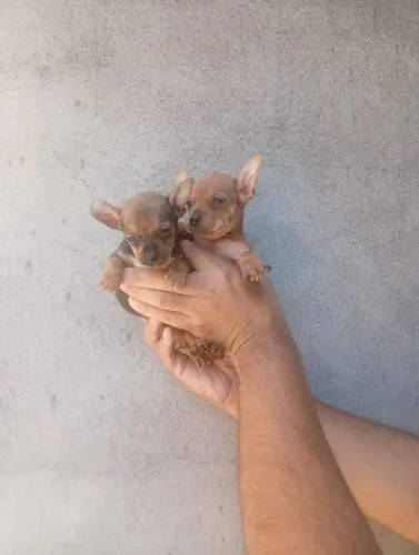 Pinscher Mini Macho