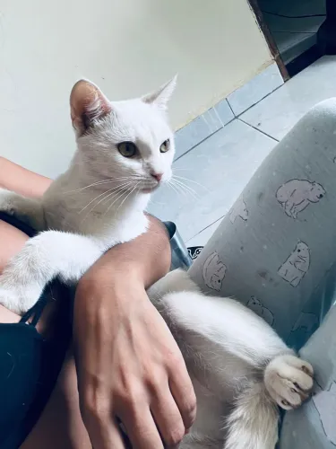 Doação de gatinhas 1 ano e 3 meses.motivo ,viagem 