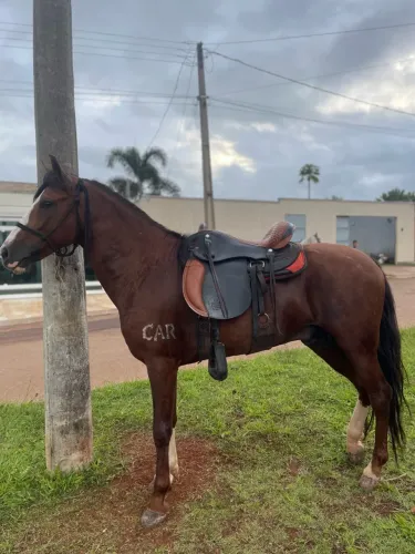 Vende se cavalo manga larga registrado