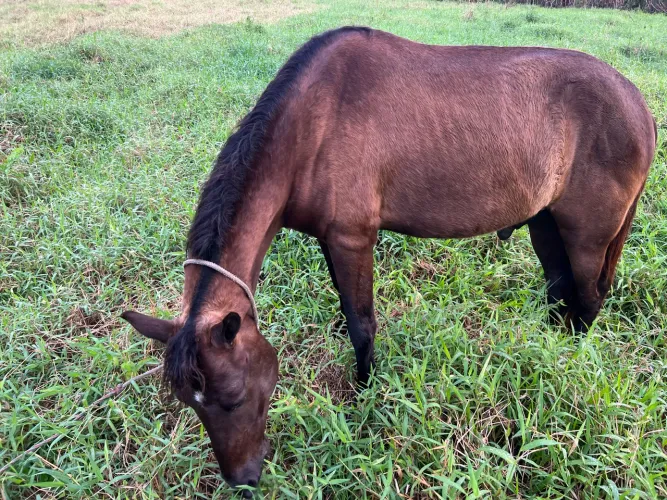 Cavalo Marcha Batida