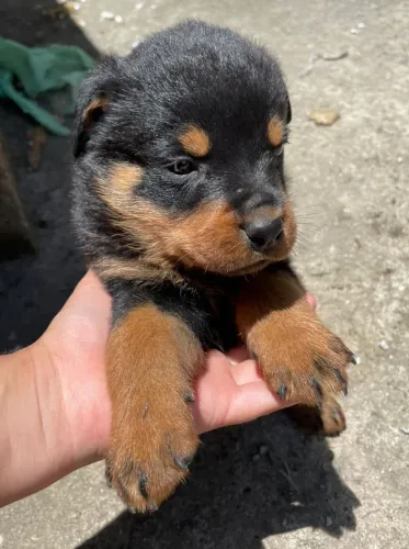 Filhote de Rottweiler um filhote forte com coração gigante