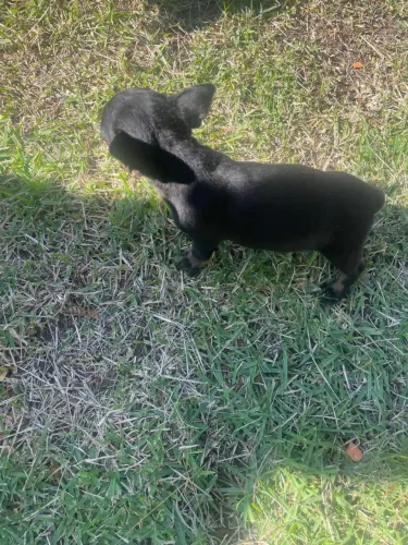 Cachorro Pinscher 
