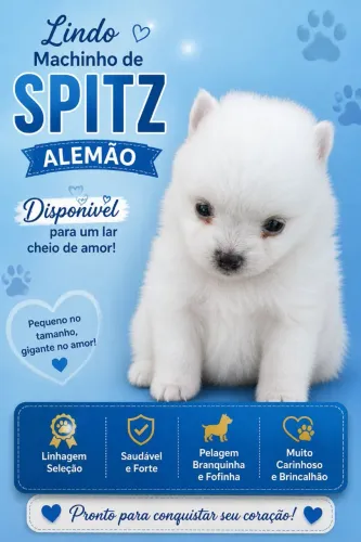 Lindo machinho de spitz