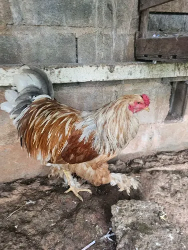 Casal Brahma Lemon