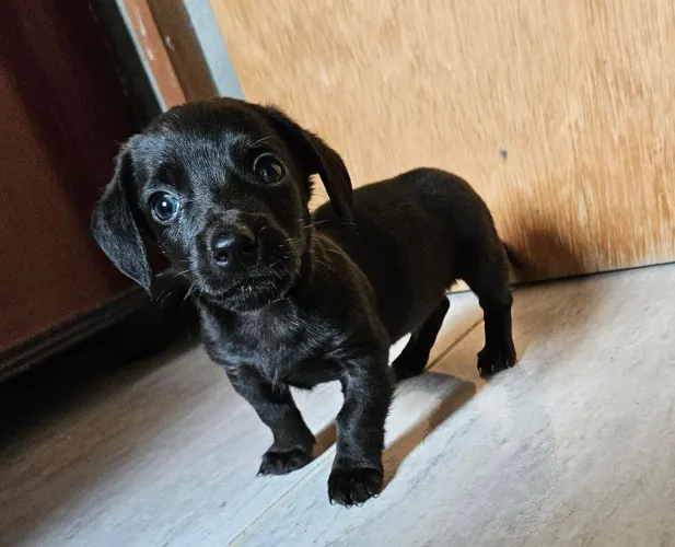 Linguicinha macho Dachshund