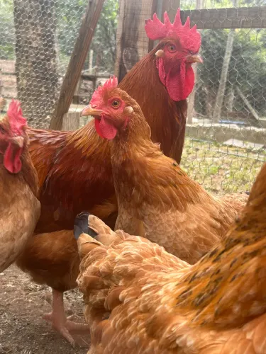 Ovos galados de New Hampshire