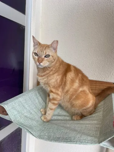 Dante, um gato loirinho cheio de charme