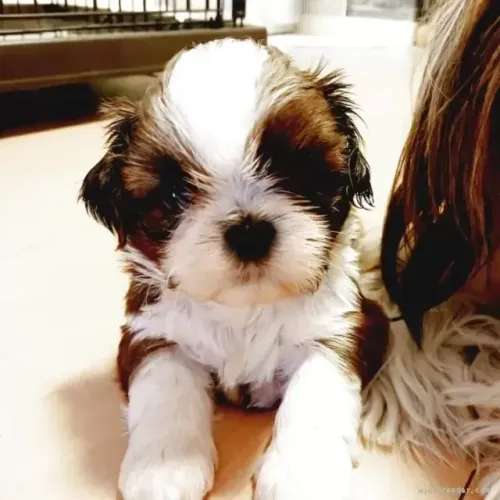 Shih Tzu/ Shitzu filhotes mini muito fofos macho e fêmea com pedigree São Paulo