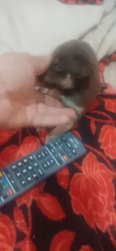 Estou vendendo por 80 da raça pinscher mestiço macho