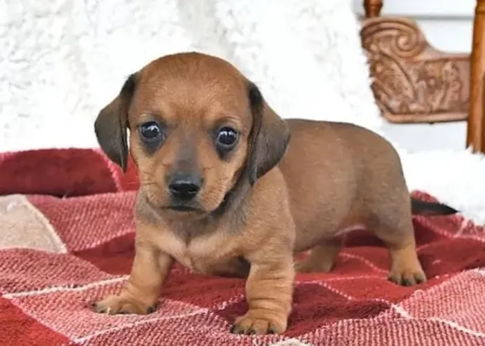 Basset Mini Filhotes Lindos Dachshund Pronta Entrega
