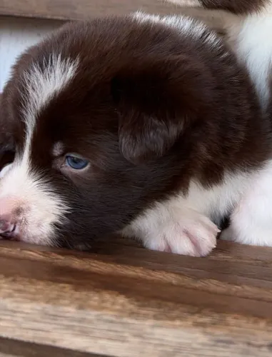 Border collie macho puro disponível