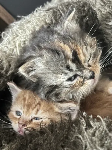 Gatinhos Persa com siamês