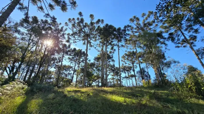 Terreno com 10.8 hectares em Rio Rufino.