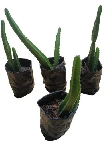 Mudas stapelia hirsuta kit 2 mudas