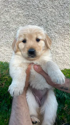 Filhote de GoldeM RETRIEVER