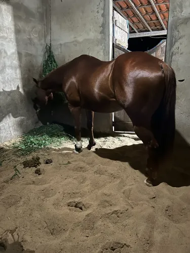 Cavalo de esquerda!