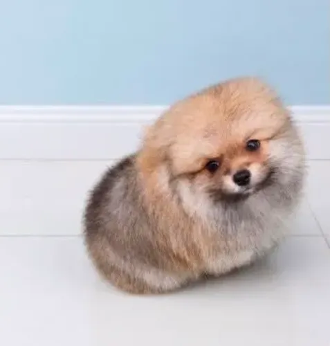 Spitz alemão parcelo em até 10 x sem juros Lulu da Pomerânia