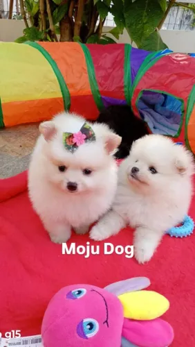 Spitz alemão Anã, fêmea, fotos reais, entregamos em 10x no cartão.