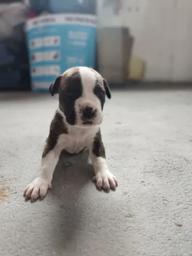 Filhotes de Pittbull Bull pra reservar (vender)