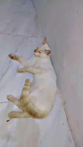 Gato branco macho adulto