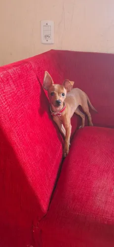 Pinscher 1 macho 