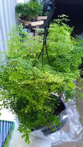 Plantas Para jardim e vasos 