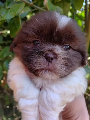 MACHO CHOCOLATE DHIH TZU "MINI"