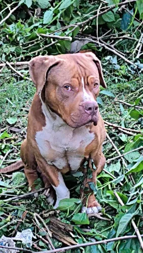 Doa-se Pitbull macho