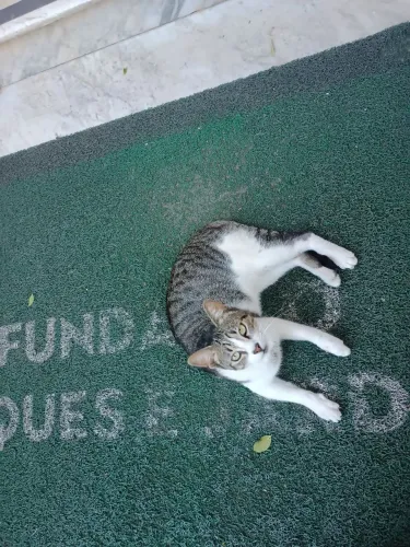 Para Adoção. Caçador.