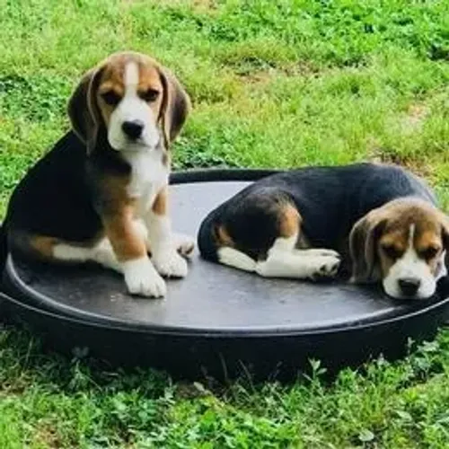 Beagle,Beagle Filhote Disponível Alta Qualidade