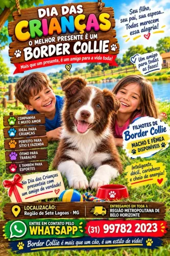 Border Collie a venda
