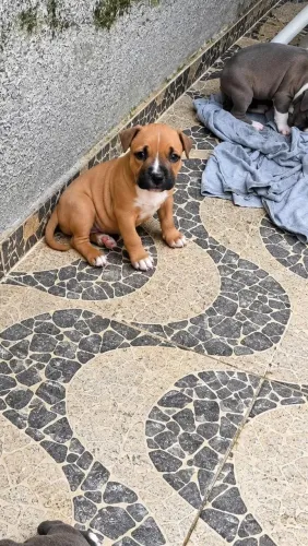 Vende-se Pitbull