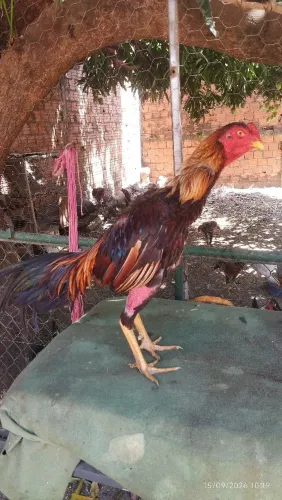 Frango indianos