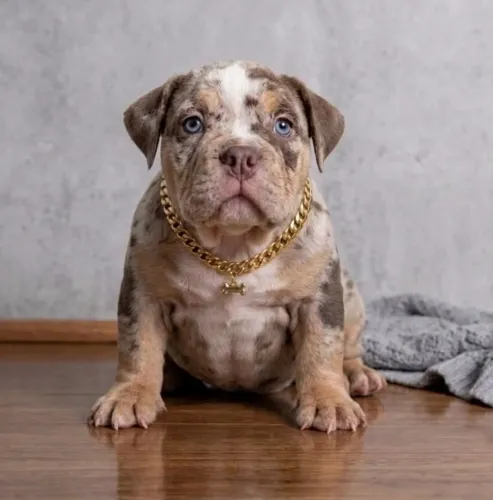 American bully a partir de 1999 / com pedigree canil especializado em American bully 