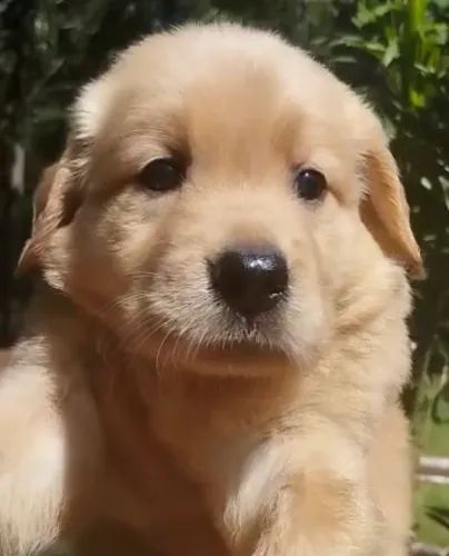 Golden Retriever com contrato e garantia 