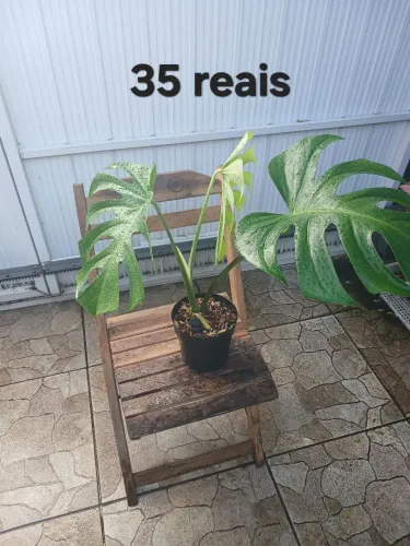 Costela de adao 35 reais