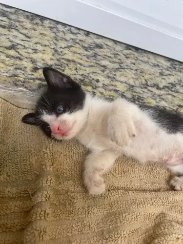 GATINHO PARA ADOÇÃO 