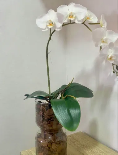 Vaso de orquídeas para decoração