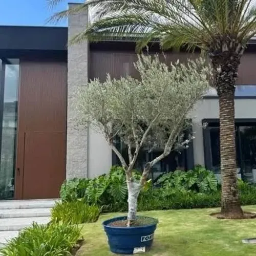 Oliveira 50 anos     /Paisagismo AP