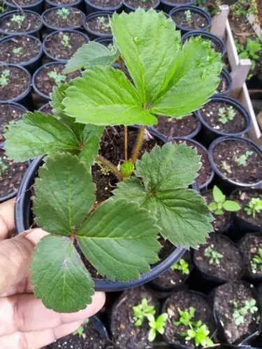 Mudas de Plantas para revenda