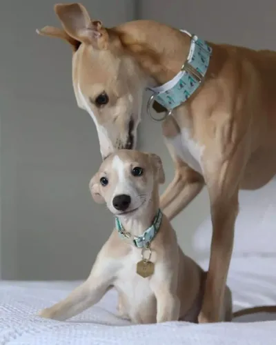 Whippet disponível!