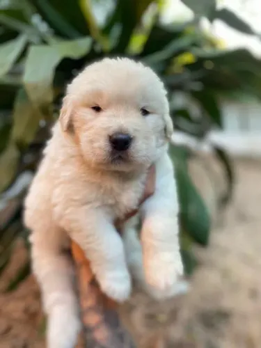 Golden Retriever garantias contra displasia e suporte veterinário gratuito