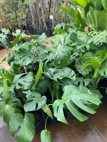 Muda de Costela de Adão 