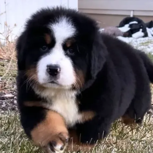 Filhotes de Bernese | Lindos e cheios de energia boa!