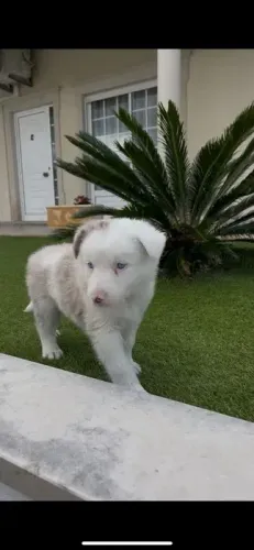 Border Collie cores exoticas, e maior paixão de todos