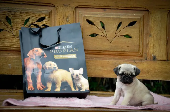 Pug - feminha de pug mini em Sorocaba