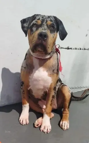 Pit Monster fêmea merle 