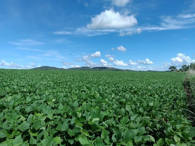Fazenda 25 hectares