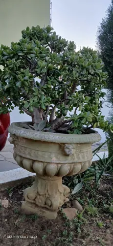Bonsai jade